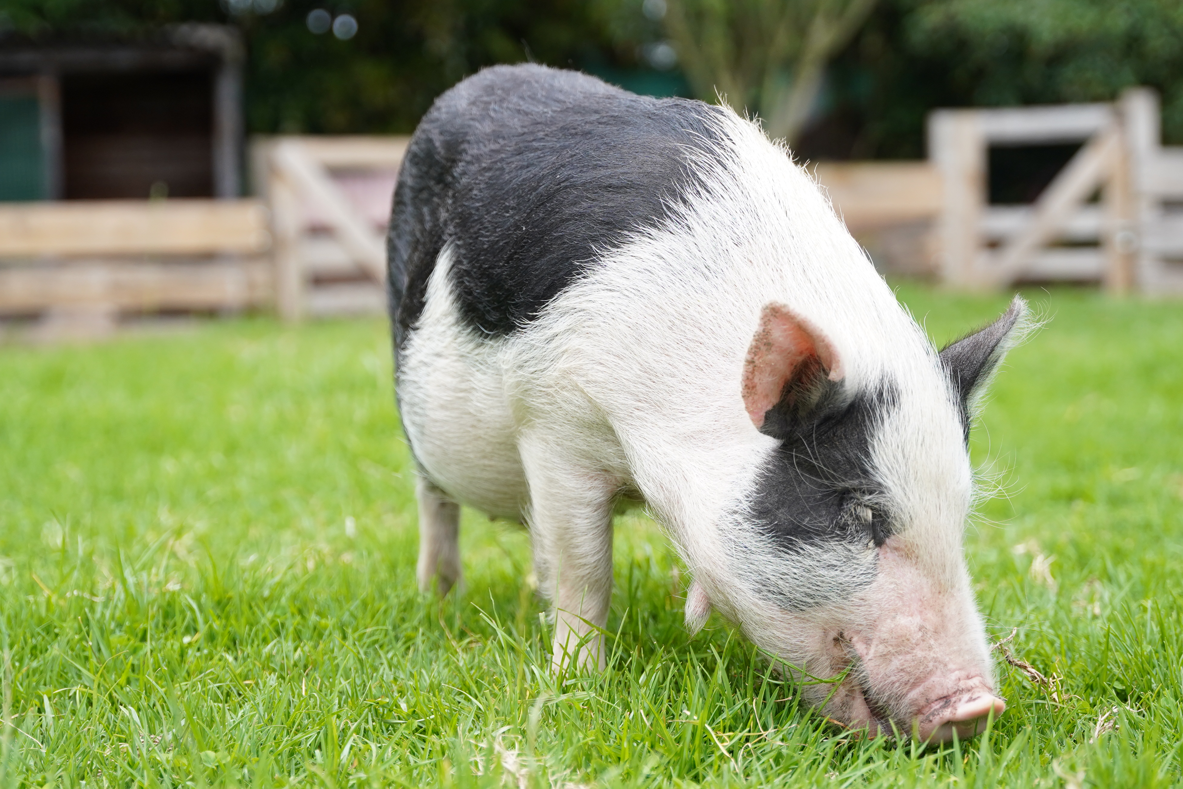 Abandono de “minipigs”: el resultado de una “moda” que creció en la ilegalidad