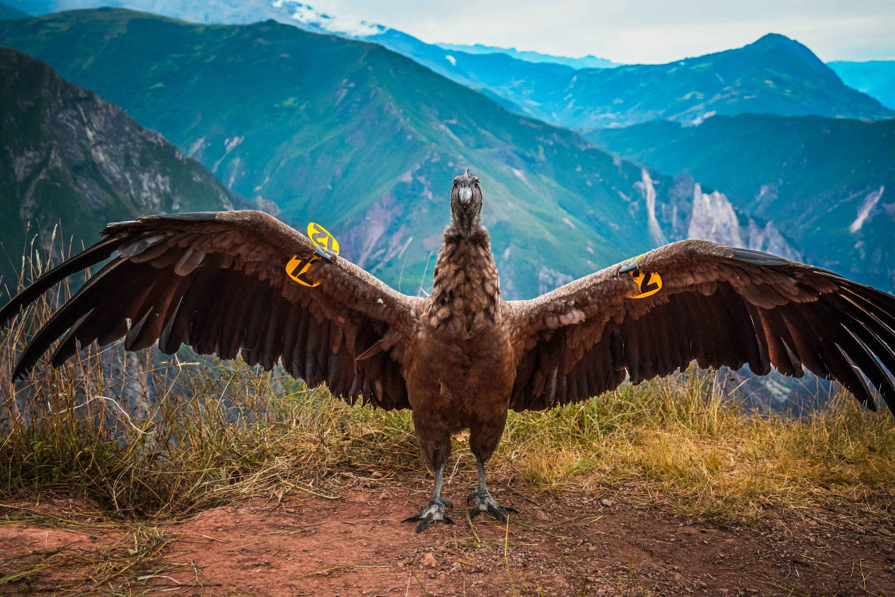 Liberan cóndor andino que había sido encontrado intoxicado en Perú