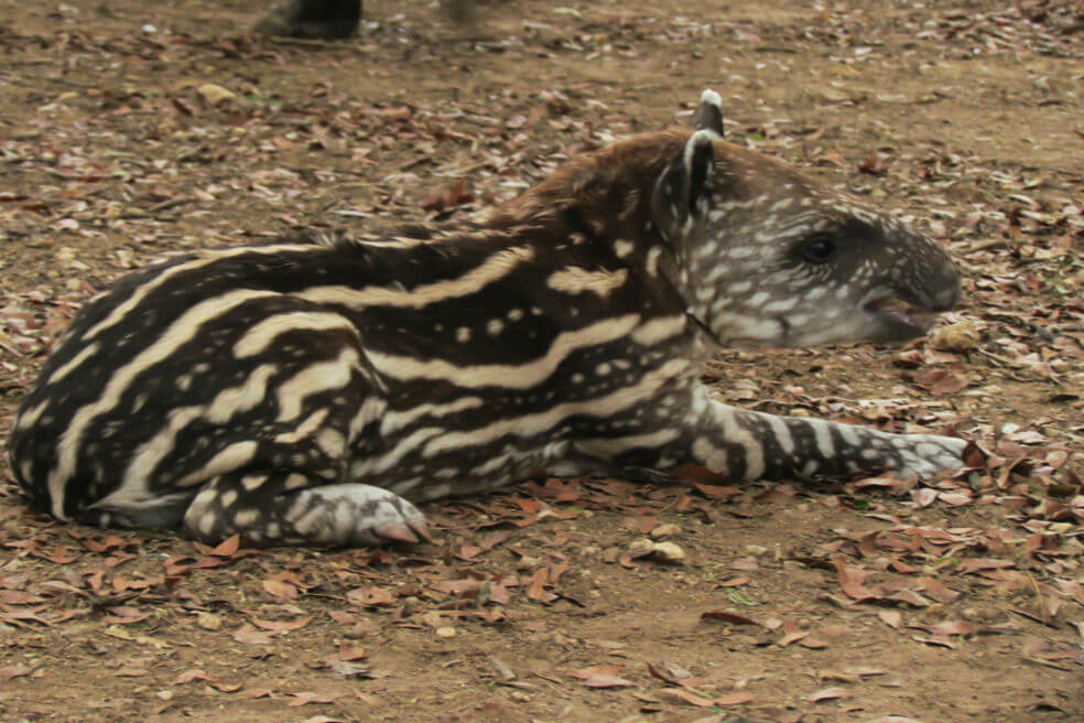 Crean corredor biológico para proteger la danta y el jaguar en la Orinoquía