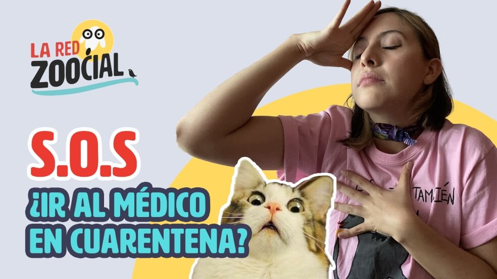 ¿Qué hago si mi mascota se enferma en la cuarentena?