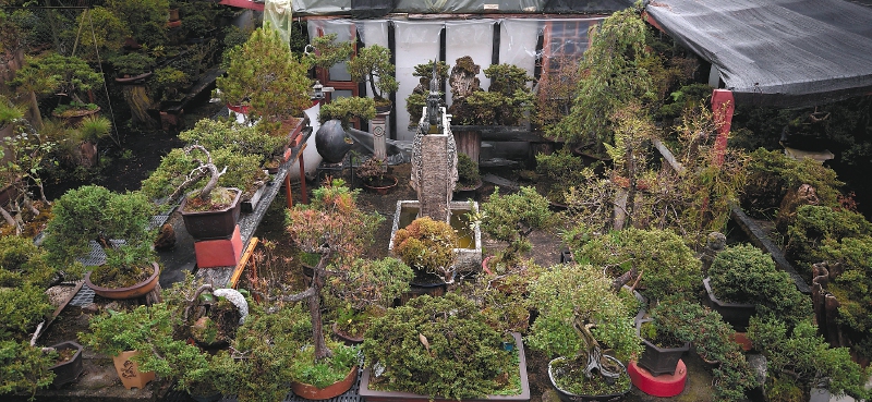 Merceano de Jesús Melo - Museo del Bonsai