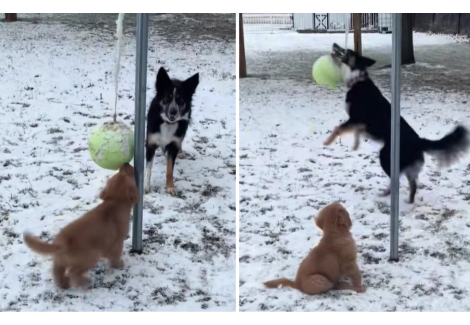 Tierna escena: border collie enseña a cachorro cómo jugar con pelota y conquista las redes