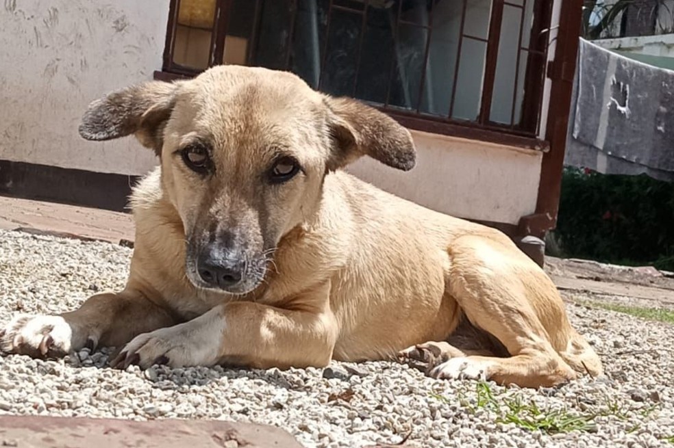 Denuncian que perrita de fundación fue envenenada en Bogotá: esto se sabe del caso