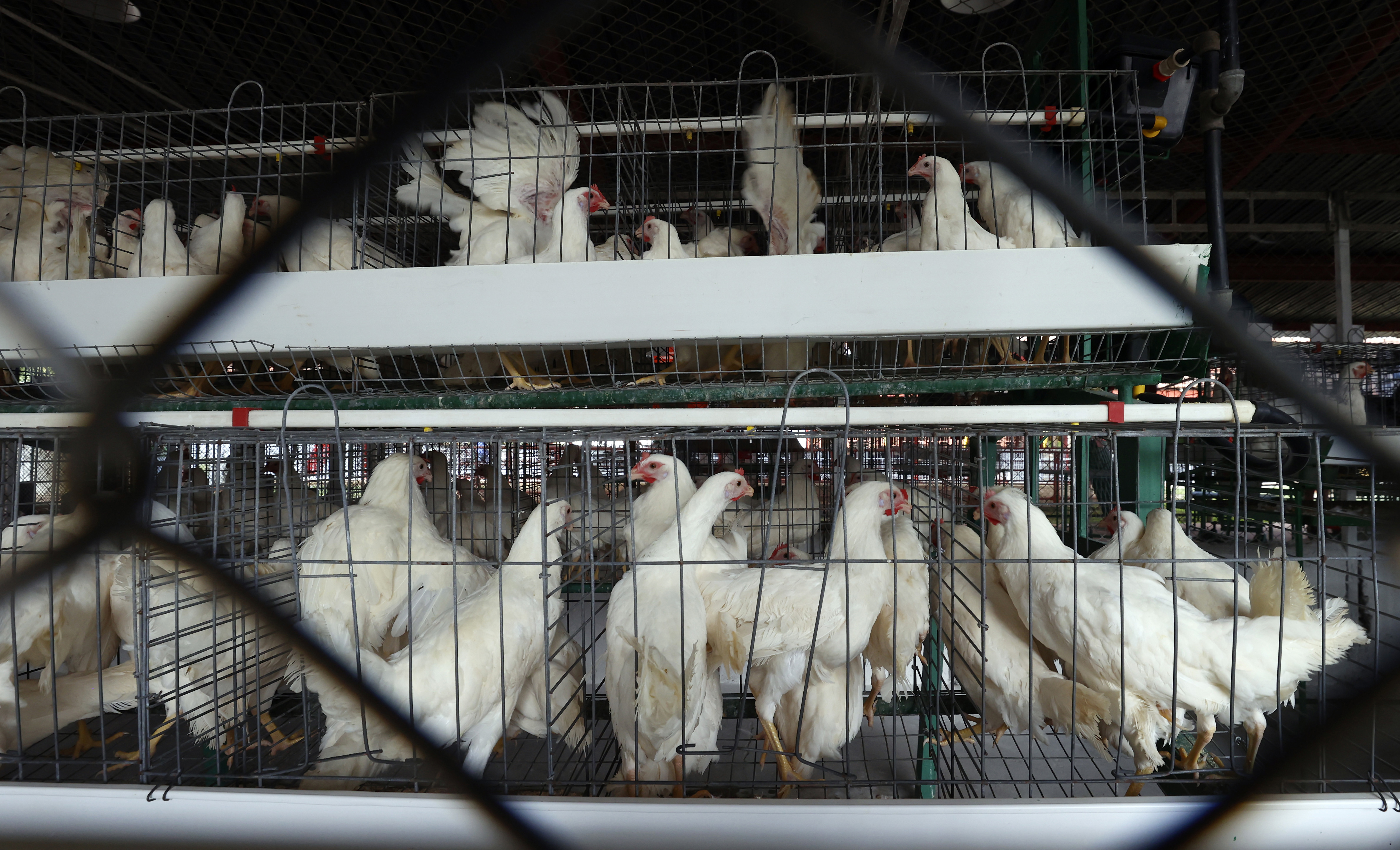AME9837. LA HABANA (CUBA), 18/03/2024.- Fotografía de gallinas en jaulas en un pabellón de la XXV edición de la Feria Internacional Agroindustrial Alimentaria (Fiagrop) este lunes, en La Habana (Cuba). Cuba inauguró este lunes la XXV edición de (Fiagrop), un evento que se realizará hasta el próximo domingo, y en el que la isla buscará inversiones para tratar de revertir su grave crisis de producción agrícola. EFE/ Ernesto Mastrascusa