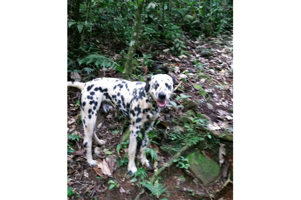Un joven mató a un perro con un machete en zona rural de Cali