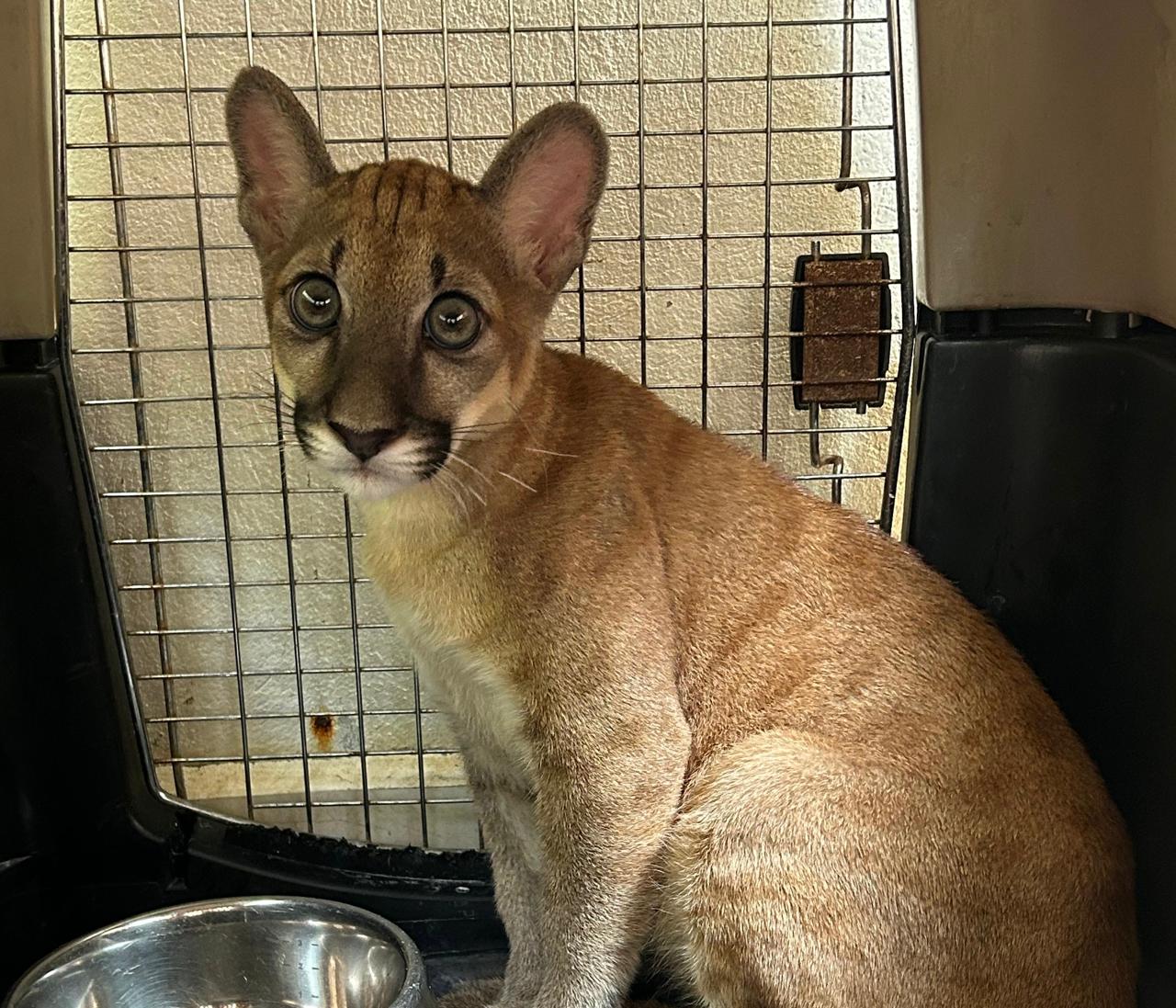 Puma bebé rescatada en Antioquia fue trasladada a zoológico de Cundinamarca