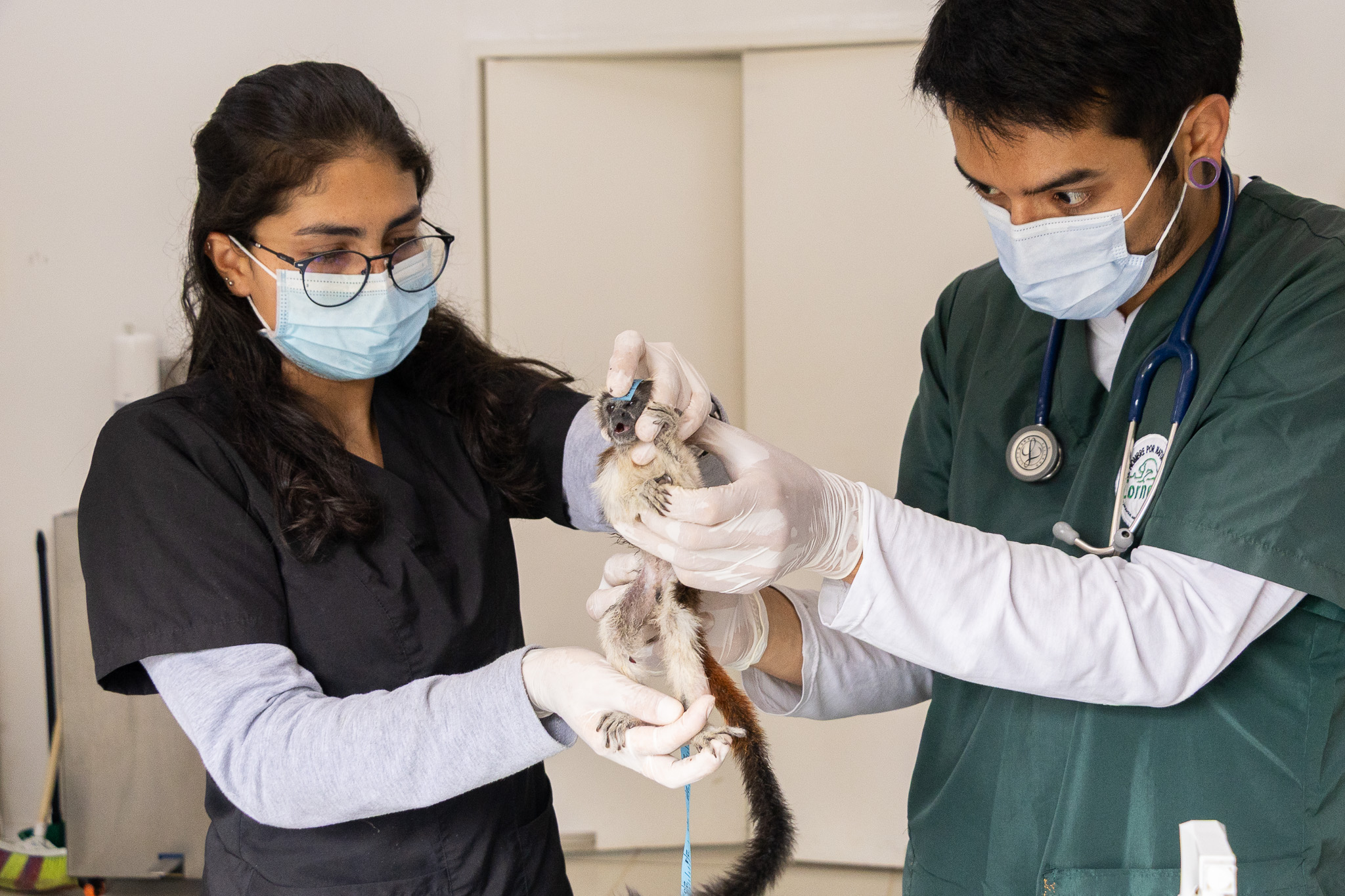 Los cuatro primates que sobrevivieron se encuentran bajo observación de Cornare, pues presentaban afectaciones críticas de salud.