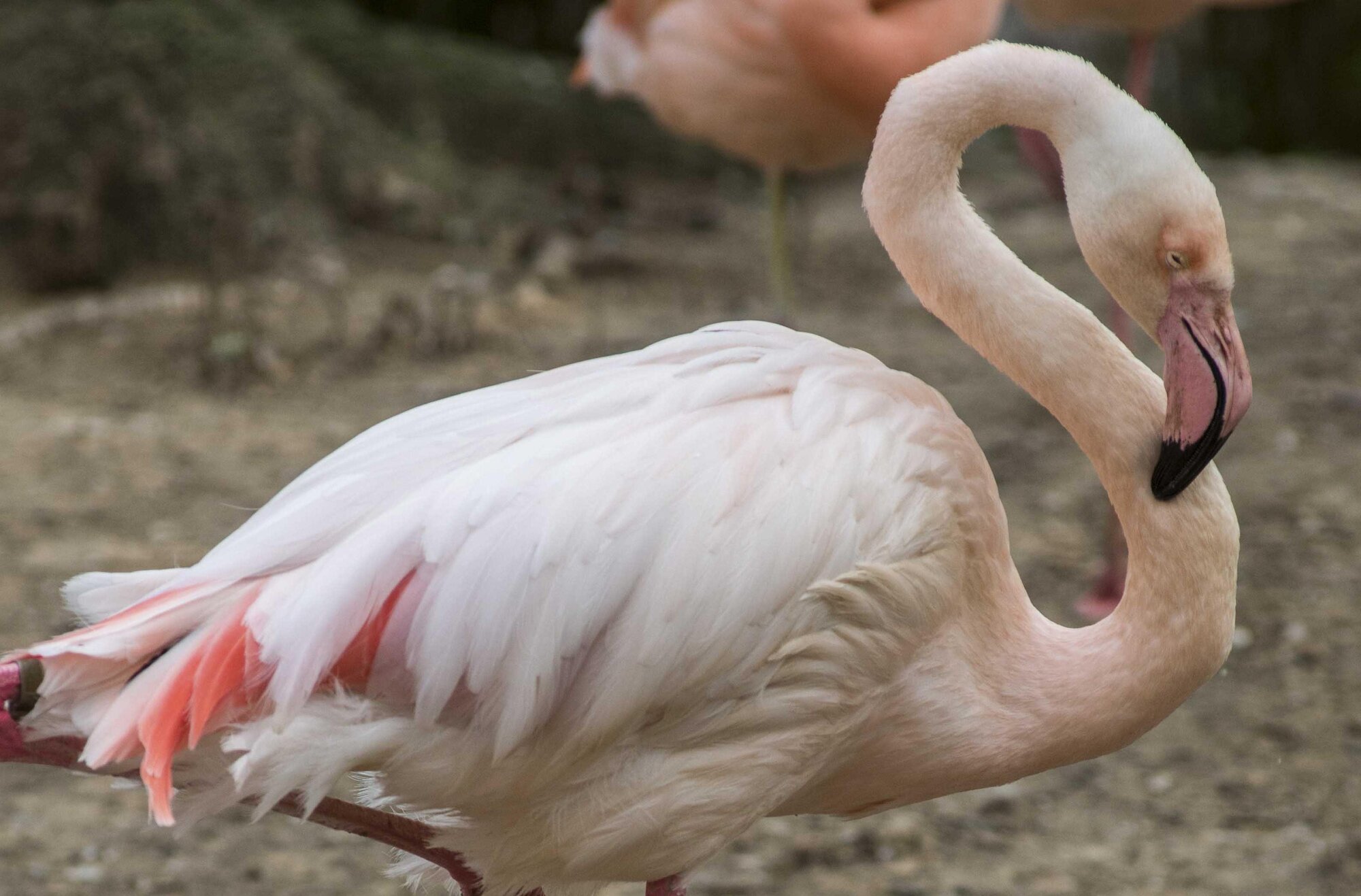 Murió Ingo, el animal más viejo del Zoológico de Berlín