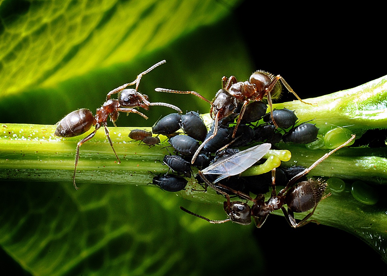 Algunas especies tienen la capacidad de cambiar de color según las condiciones ambientales. Por ejemplo, pueden volverse más oscuros en climas fríos para absorber mejor el calor del sol y más claros en climas cálidos para evitar el sobrecalentamiento