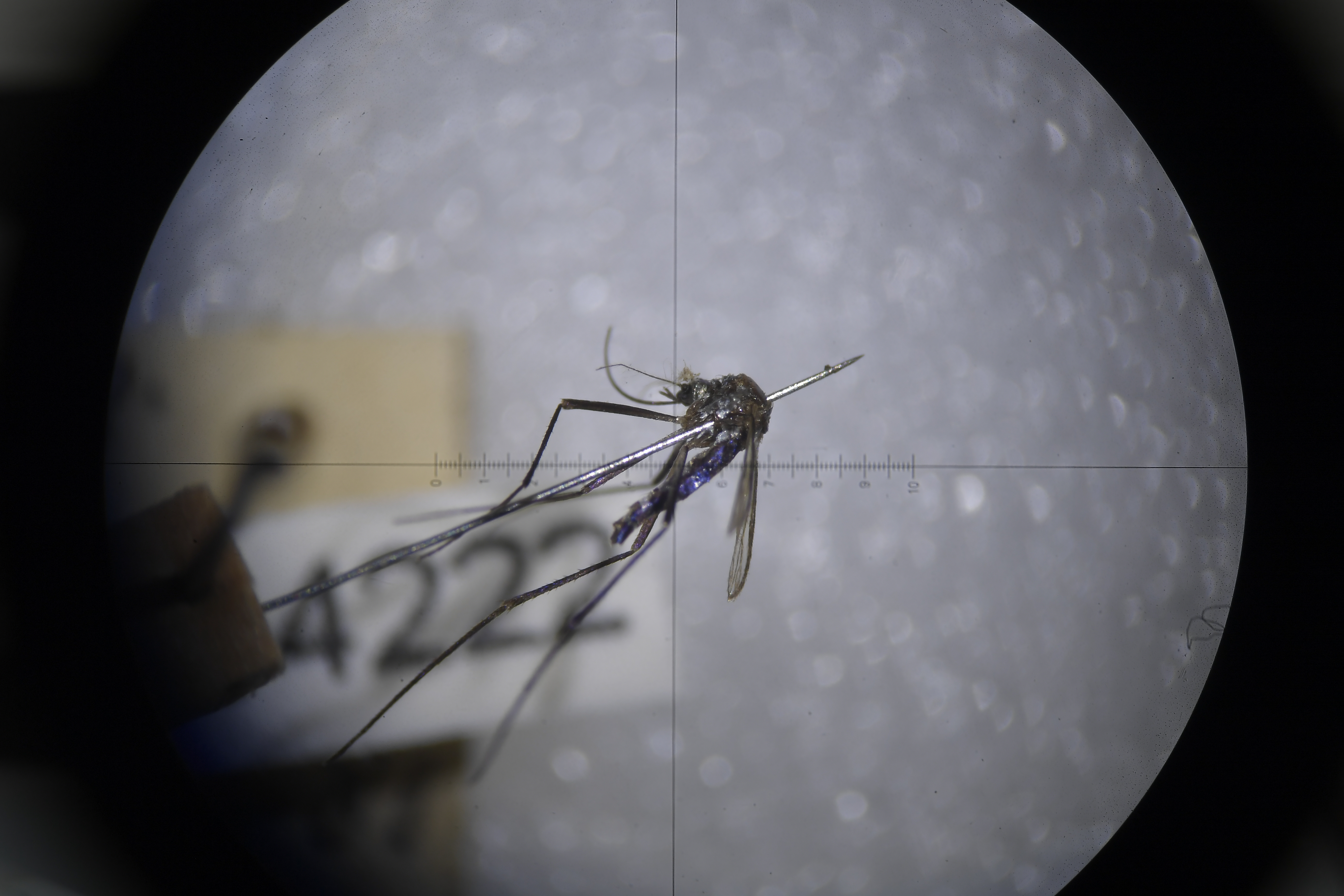 Científicos estudian los mosquitos que transmiten la fiebre amarilla.