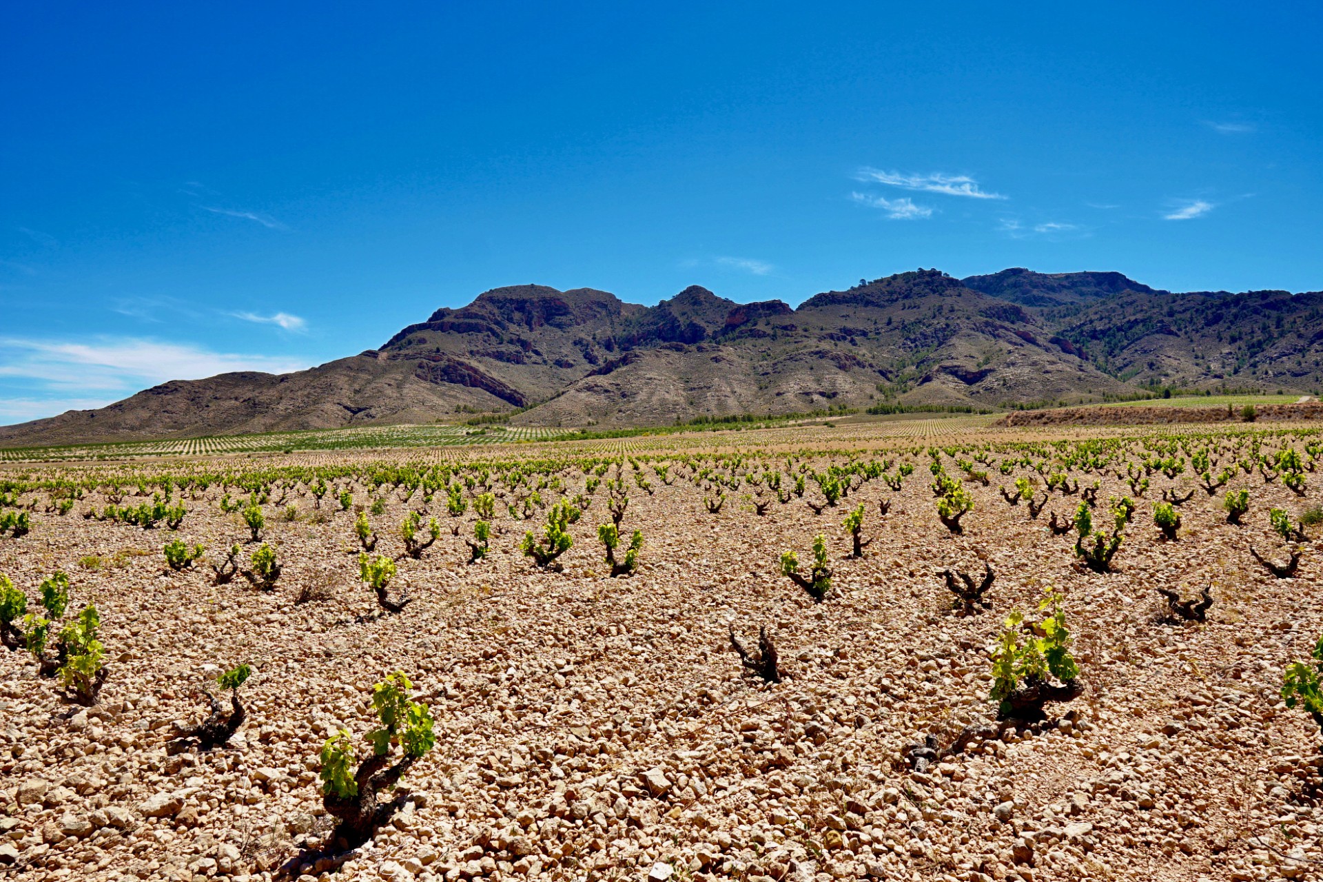 Monastrell: fuerte bajo el sol 