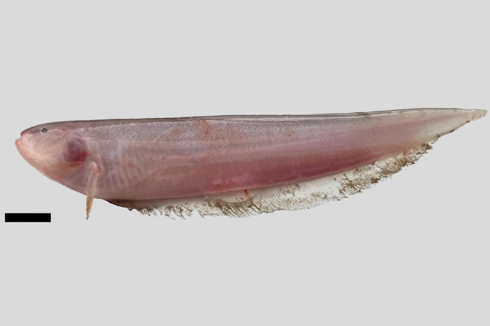 Imagen de la especie de pez eléctrico 'Sternarchella calhamazon'.