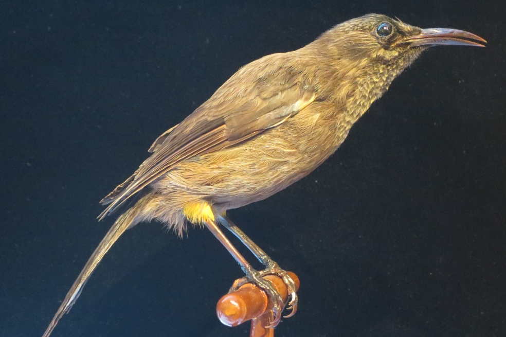 El pájaro cantor Kauaʻi ʻōʻō fue declarado extinto en 2023.