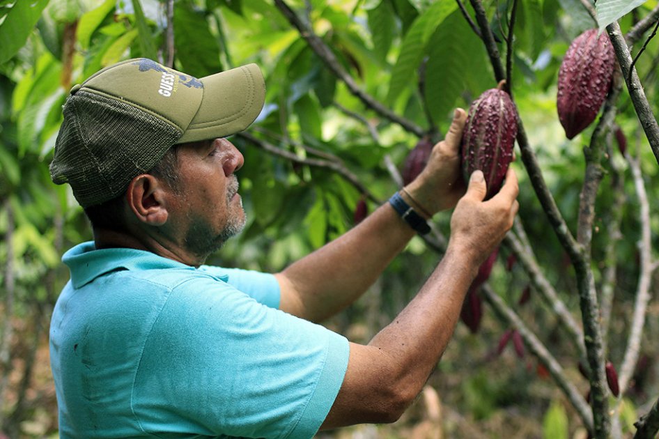 Producción récord de cacao para un primer semestre