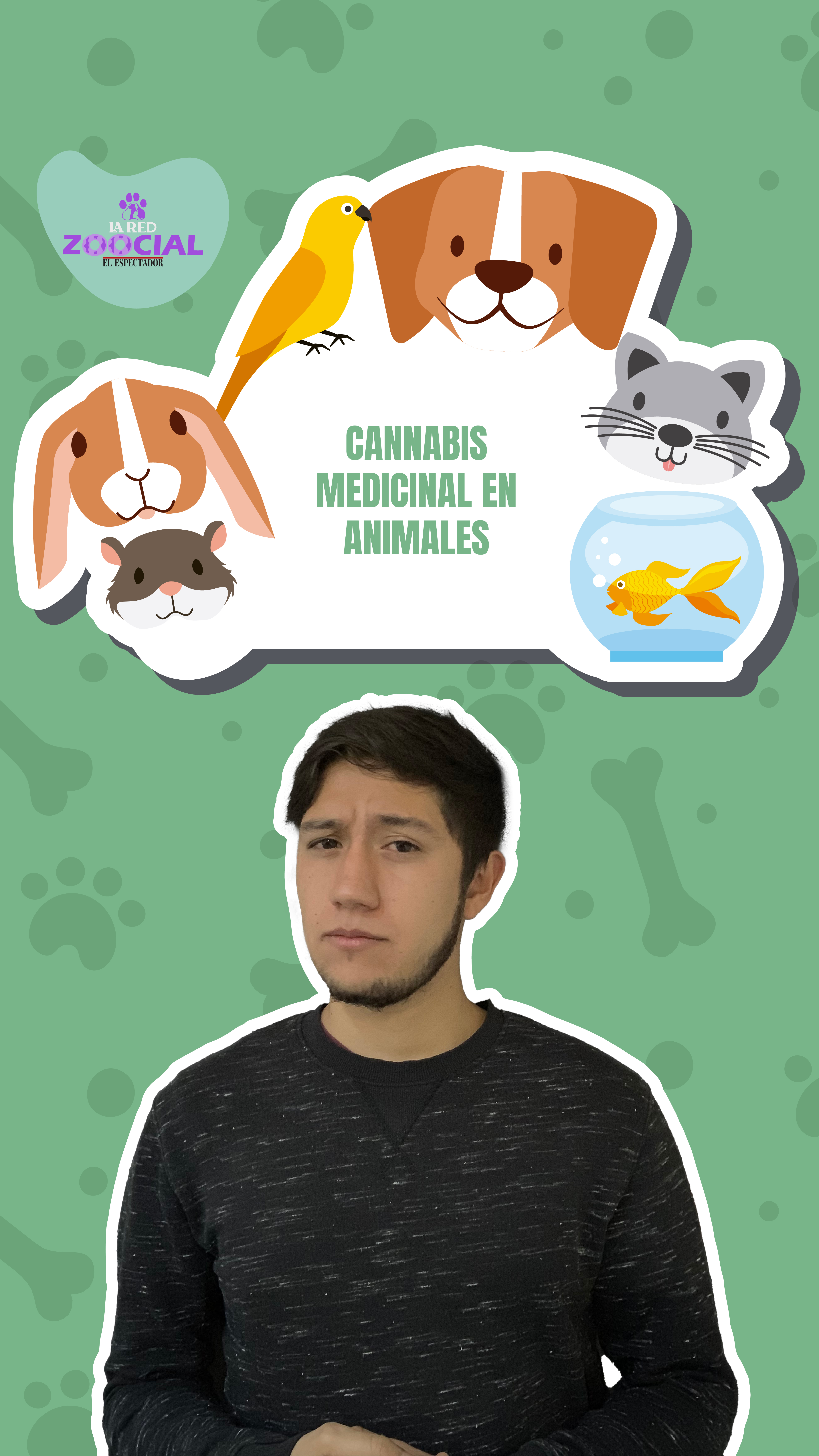 ¿Cuáles son los beneficios del cannabis medicinal en las mascotas?
