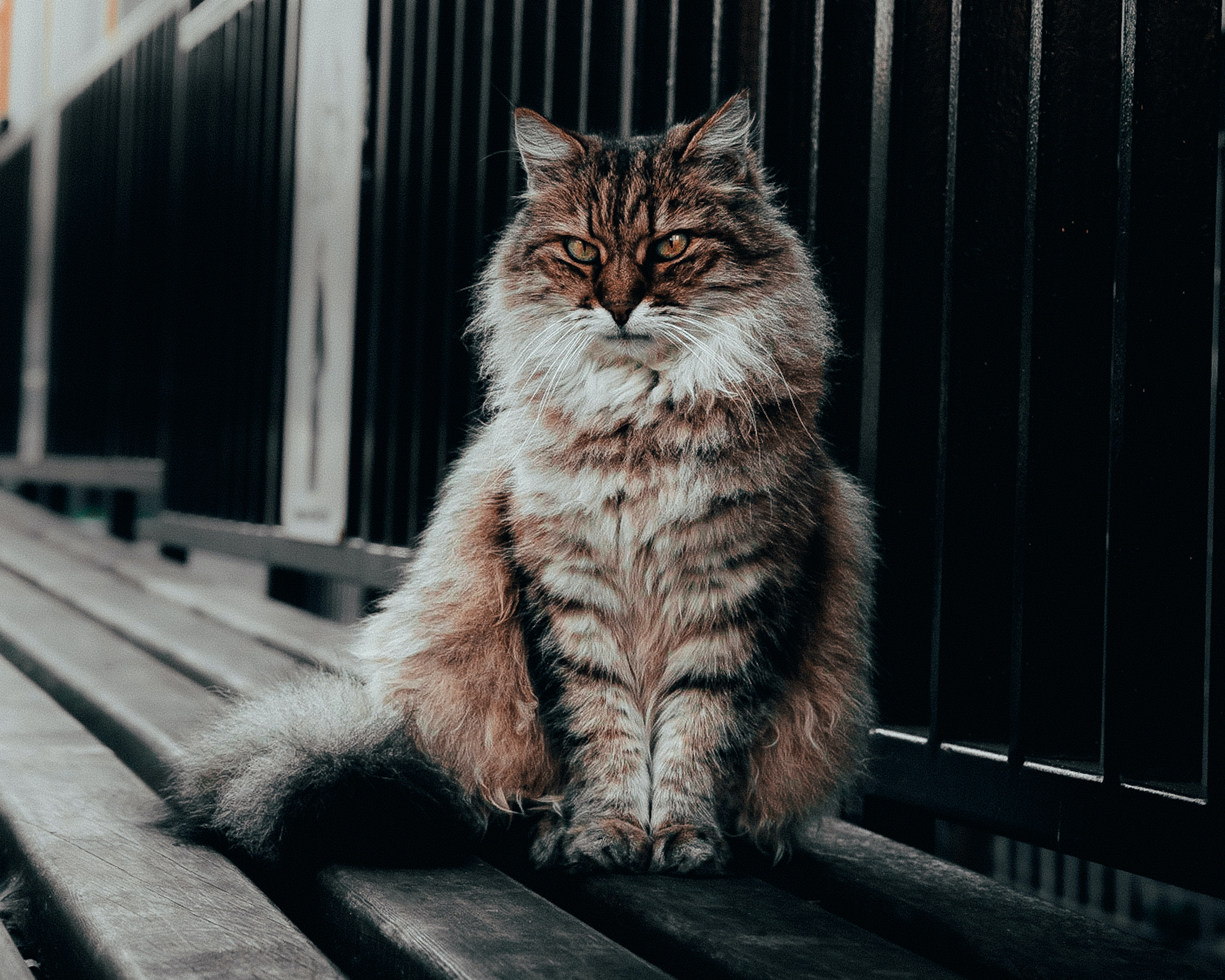 Gato siberiano