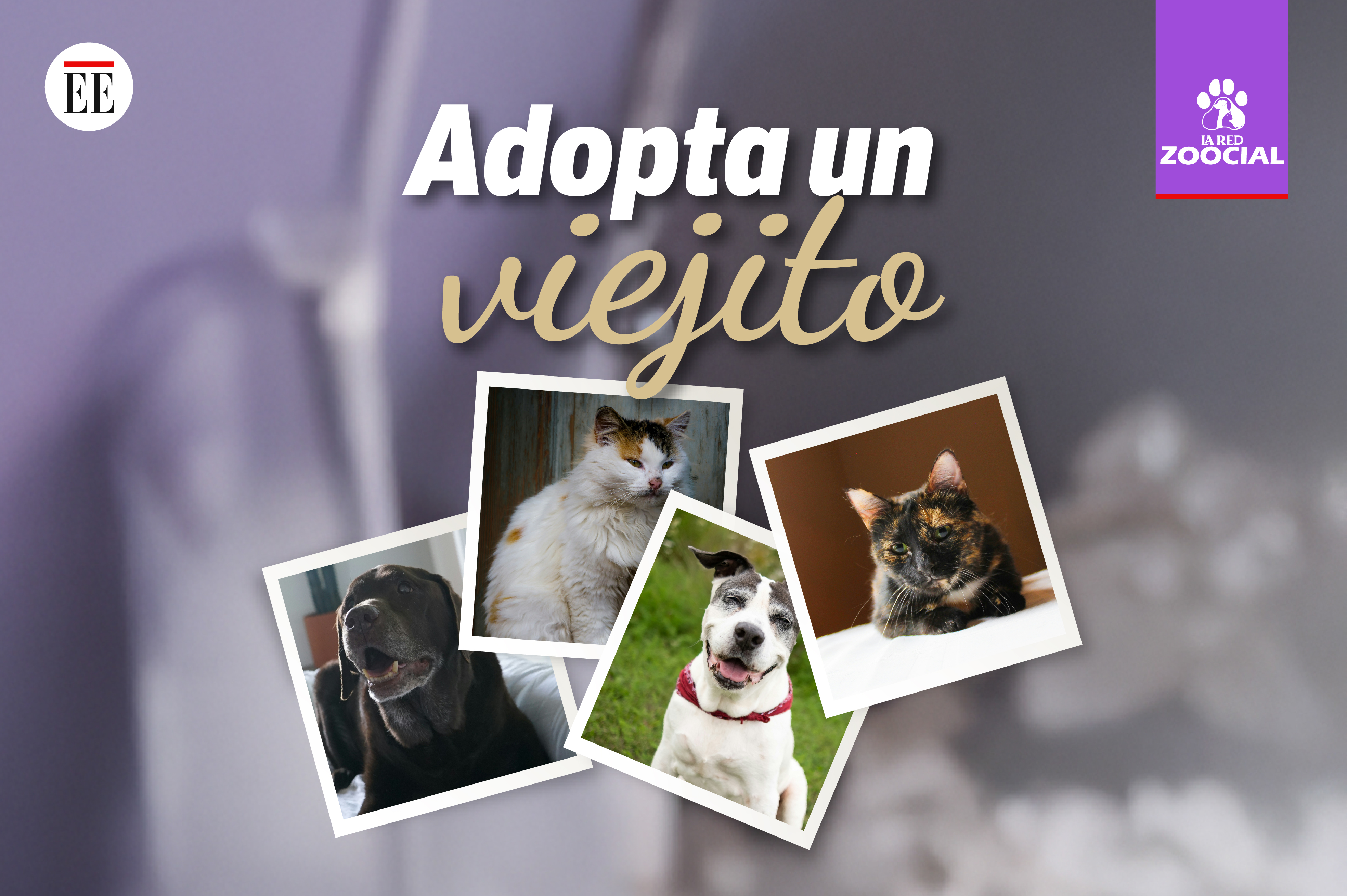 “Adopta un viejito”: la campaña que busca hogares para animales mayores en el país