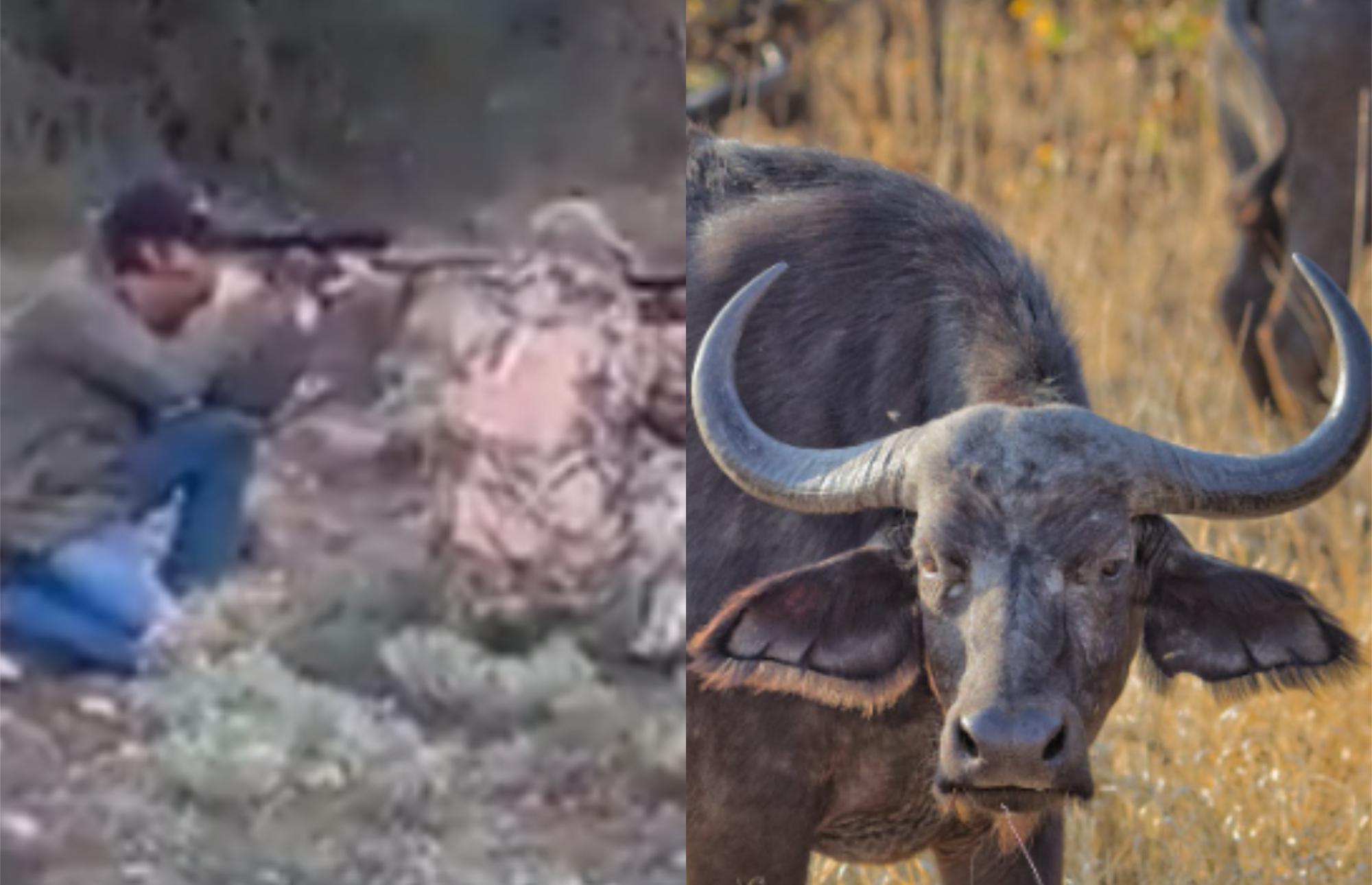 Video: El director de la Federación Mexicana de Caza murió embestido por un búfalo