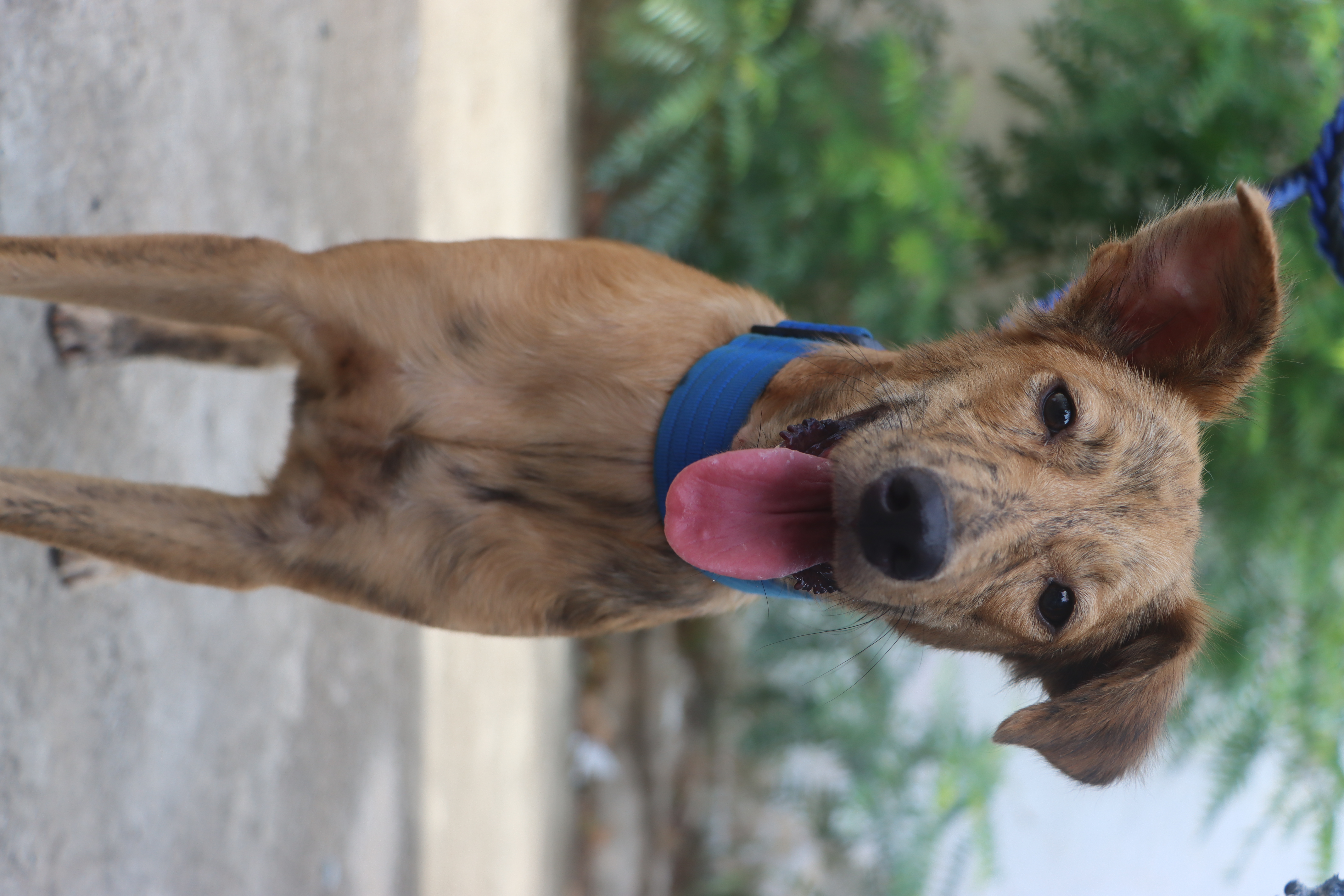 LAIKA y la Fundación Por Amor a Rocky se unen para beneficiar a más de 700 animales en Santa Marta