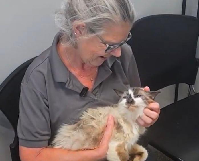 Emotivo encuentro: mujer se reúne con su gato que estuvo perdido por 11 años