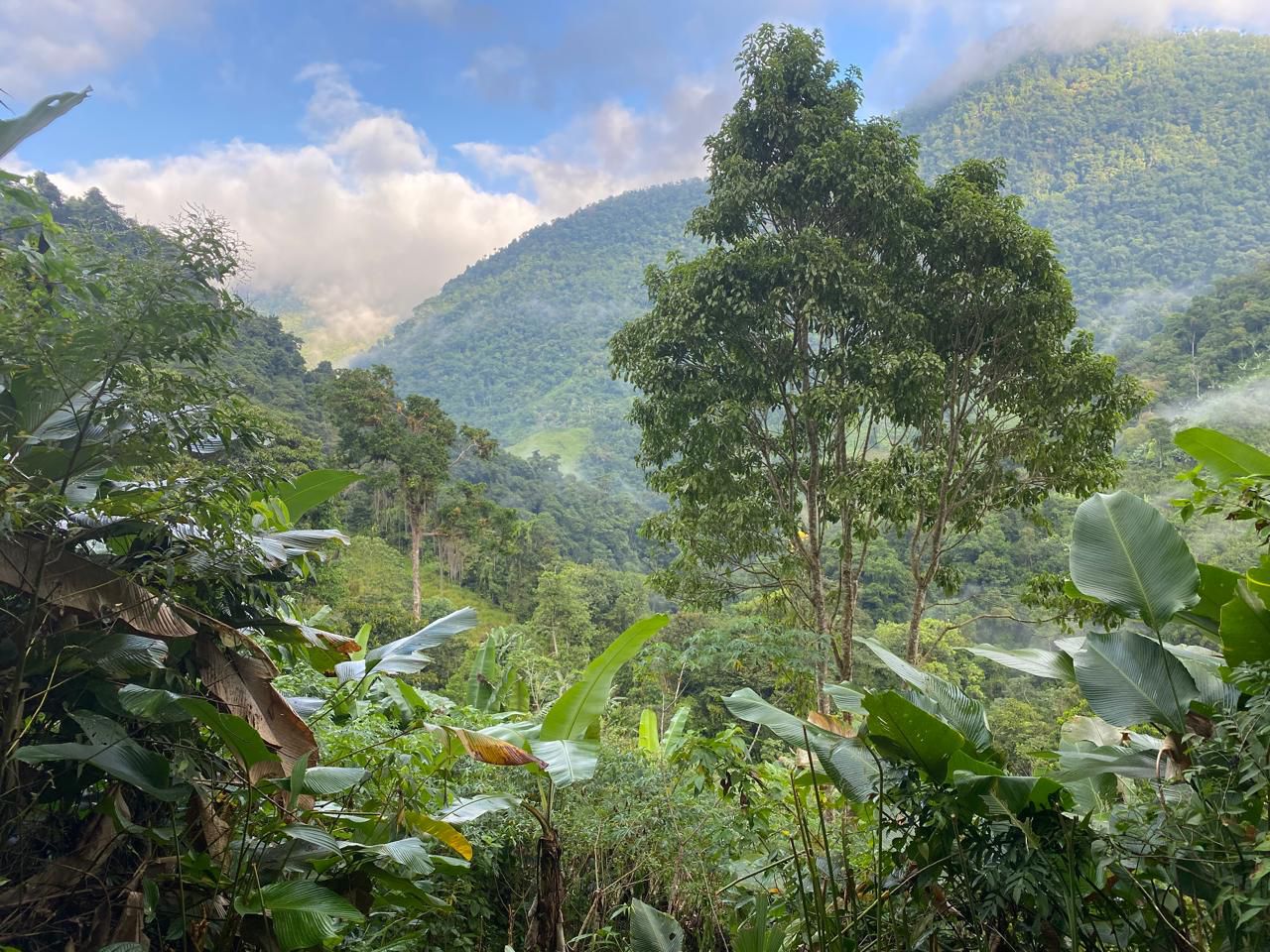 La batalla por conservar los bosques y el agua de la Sierra Nevada de Santa Marta