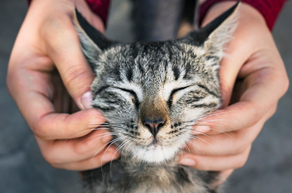 ¿Cómo hacer feliz a un gato viejo?