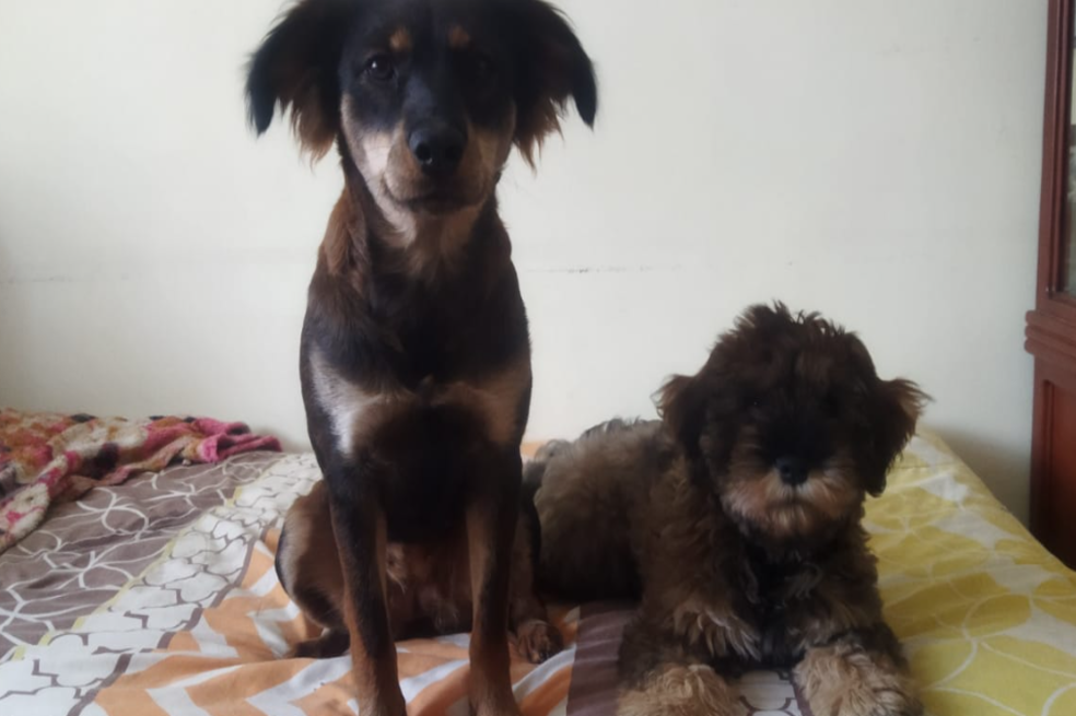 Ellos son Maze y Doby, dos perritos abandonados y maltratados que necesitan su ayuda