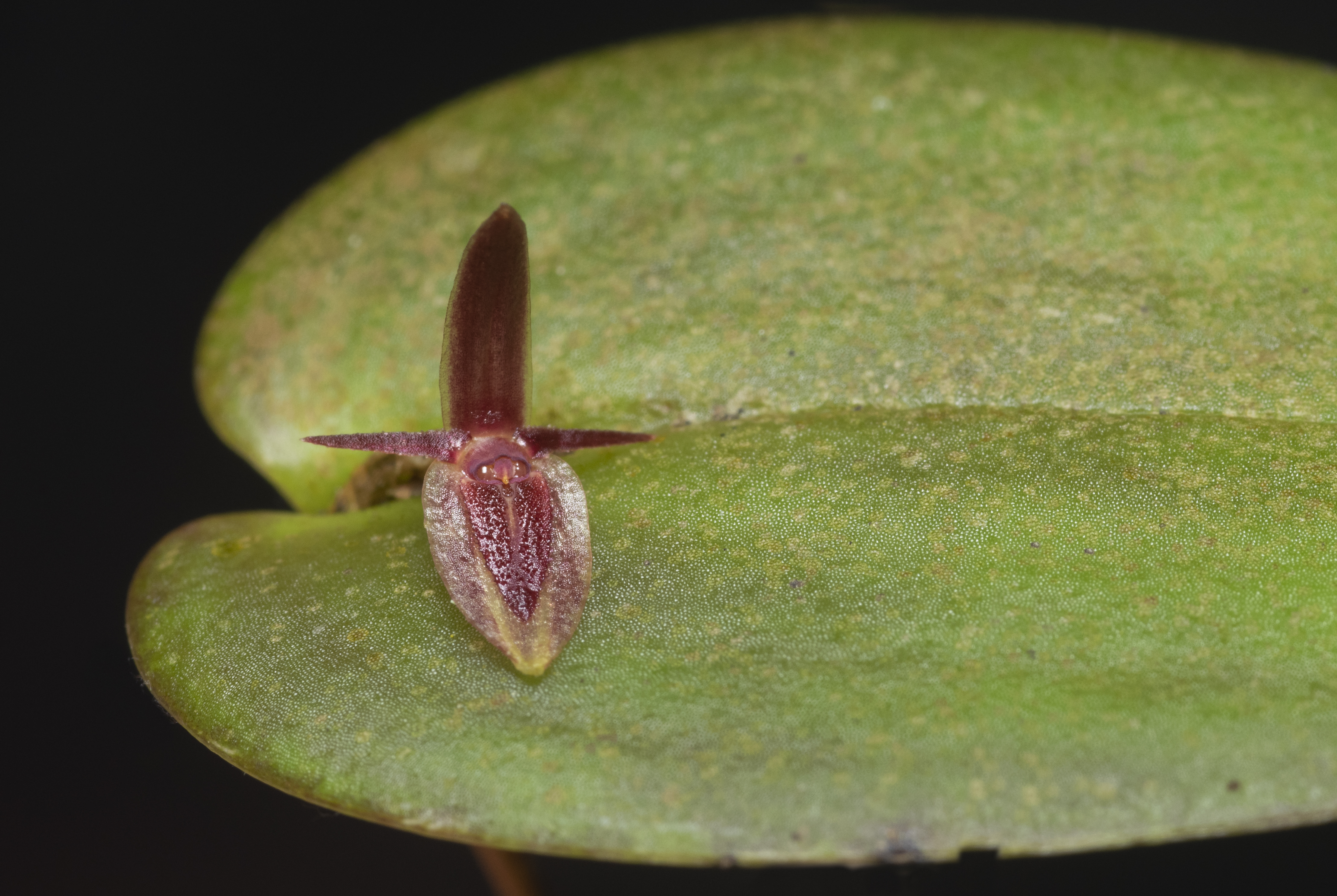 Dos nuevas especies de orquídeas fueron nombradas en honor a Petro y Márquez