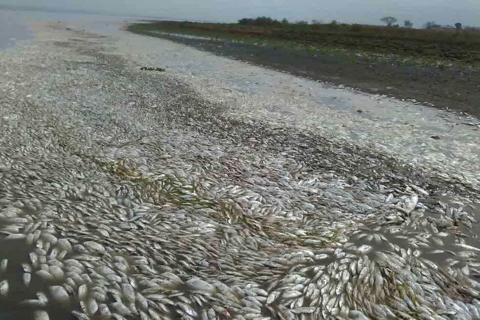 Calamidad pública en ciénaga de Zapayán (Magdalena) por mortandad de peces