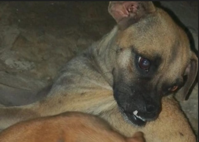 Dulce nunca soltó a sus cachorros: ahora esta perrita mamá lucha contra el cáncer