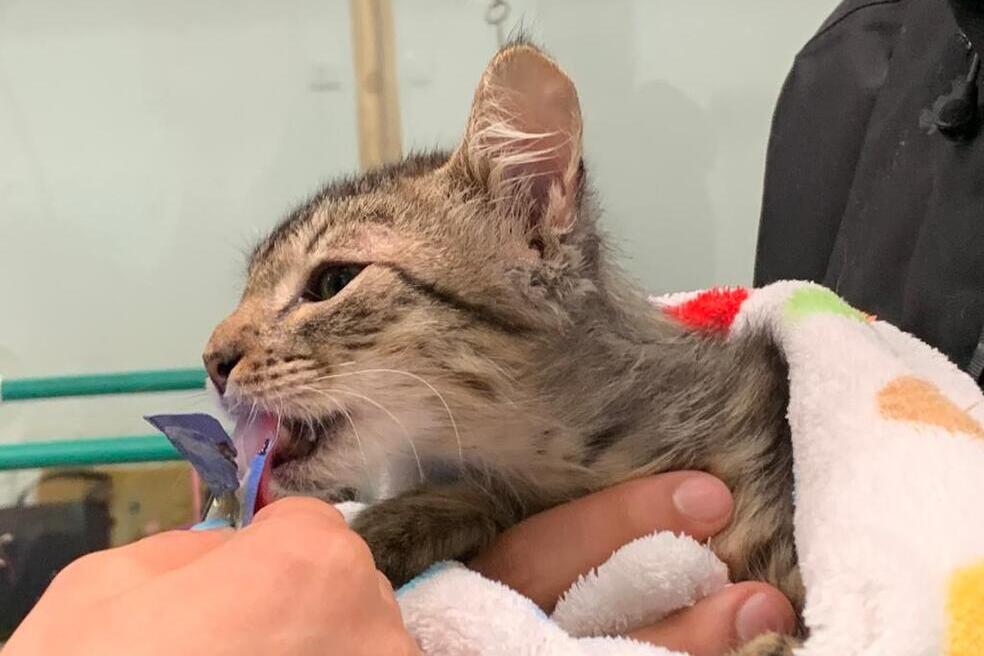 Second Chances: una fundación que ha encontrado hogar a cerca de 4000 mascotas