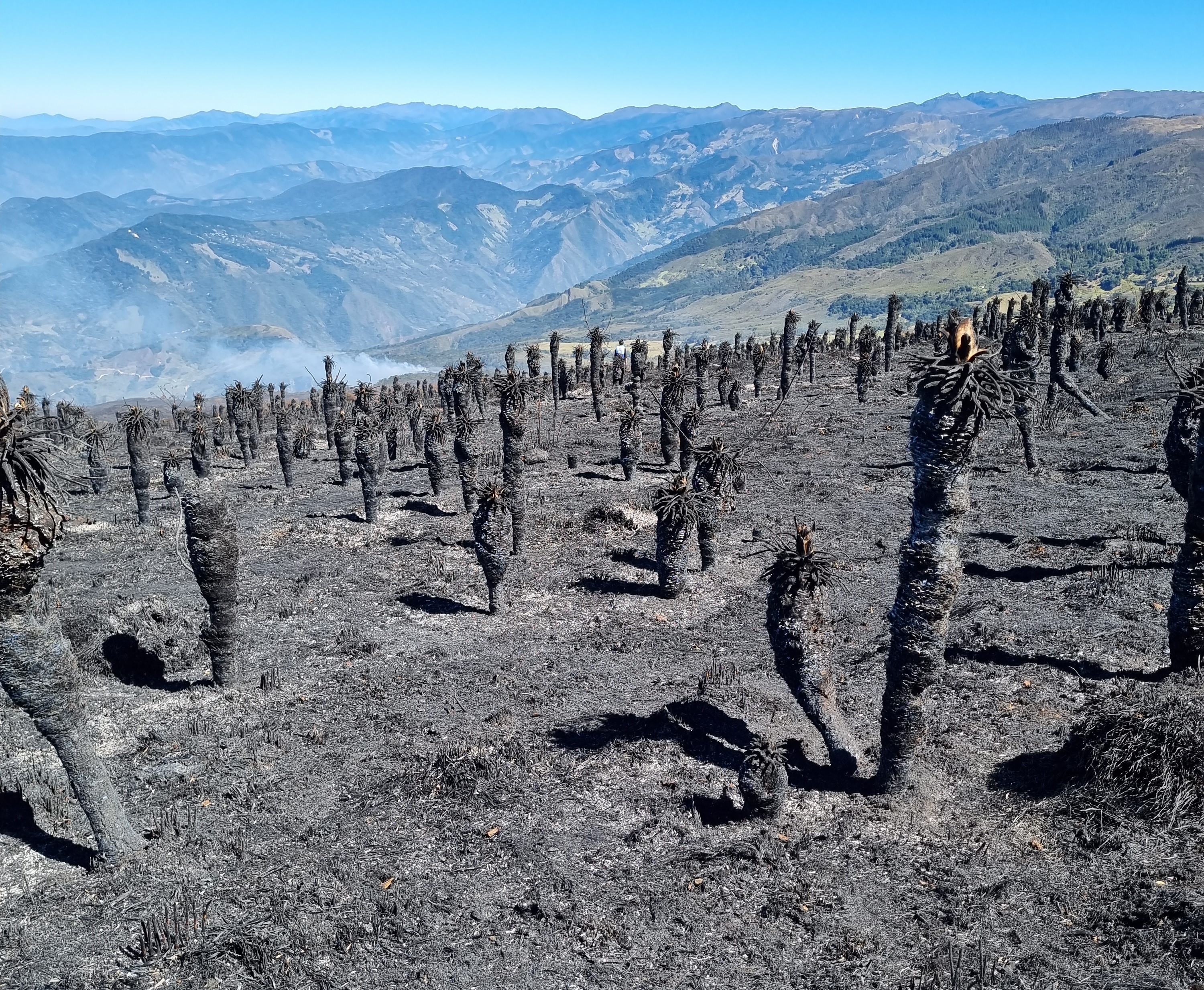 Así quedaron los frailejones después de los incendios.