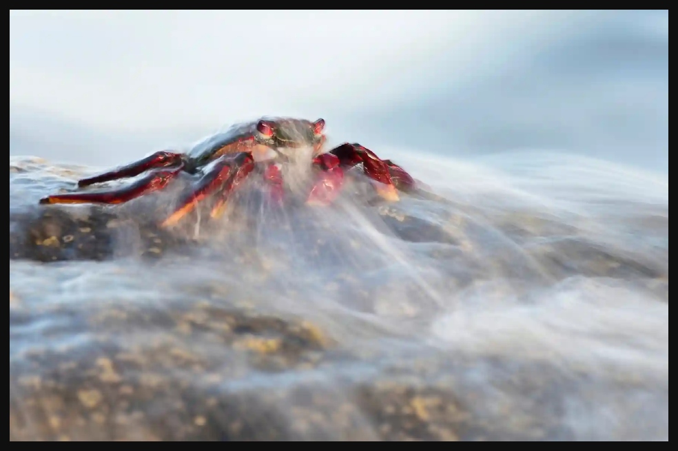 Javier Herranz Casellas es el ganador en la categoría de comportamiento en invertebrados. Su foto se llama 'El fantasma de las rocas': un cangrejo rojo (Grapsus adscensionis) en la isla de La Gomera, España.