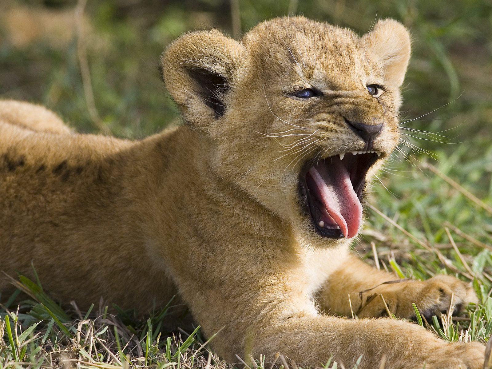 Por no poder alimentarlos, dueño de zoológico pone tres cachorros de león a la venta