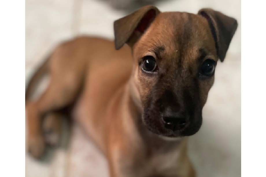 Cucaya, la única perrita que se salvó de ser lanzada al río, busca con urgencia un hogar