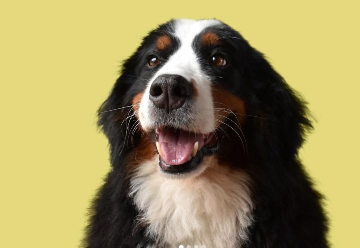 Kiara, la perrita más buscada de Bogotá que ahora impulsa una ley