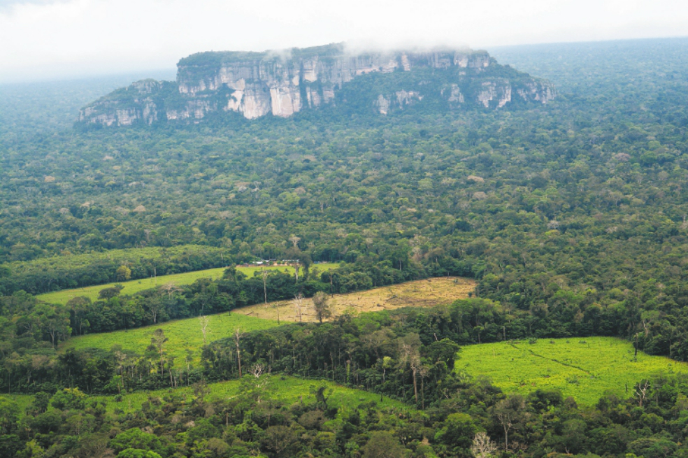 Yo estuve en el desmonte de la selva amazónica