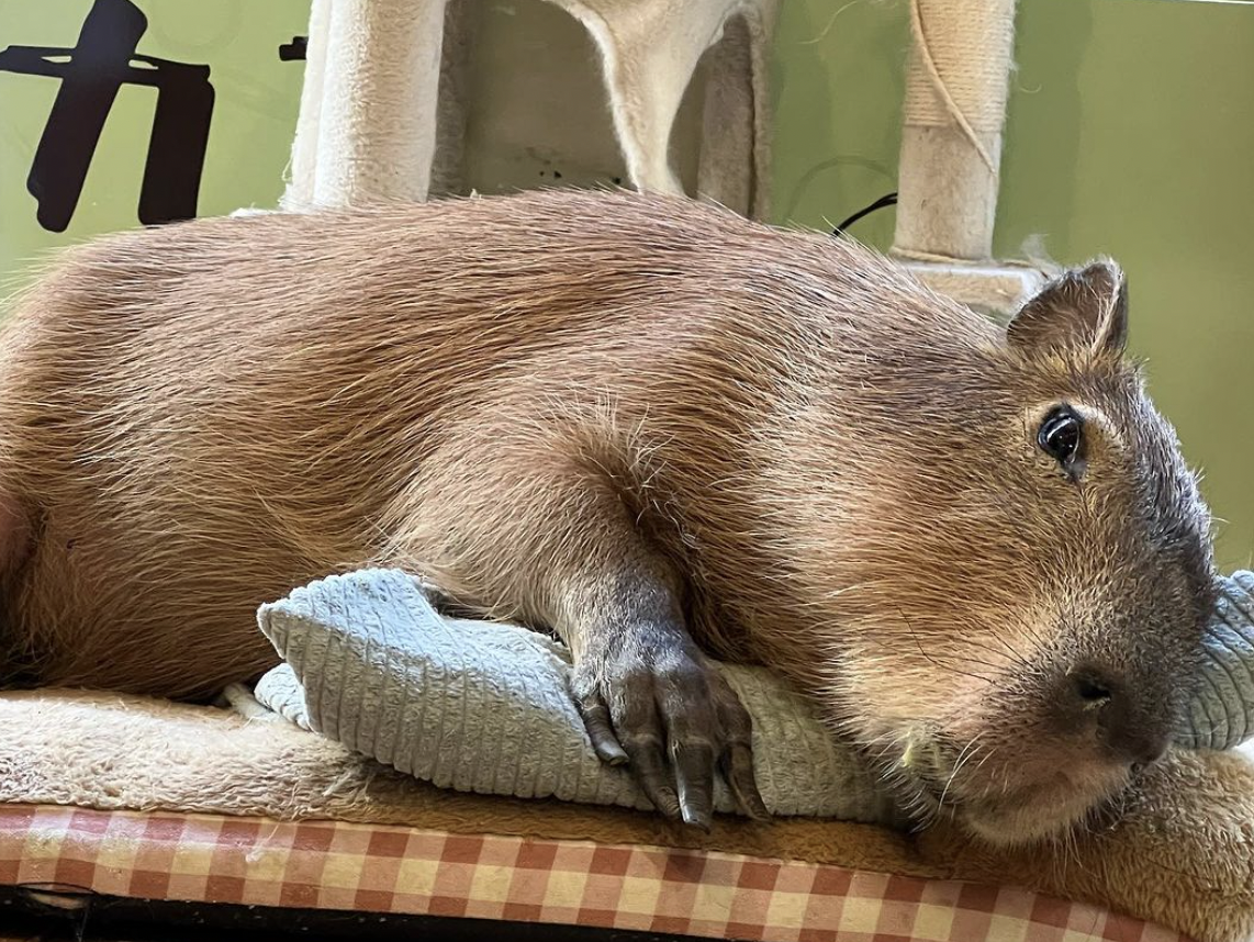 Cafeterías y restaurantes con animales: ¿entretenimiento o maltrato animal?