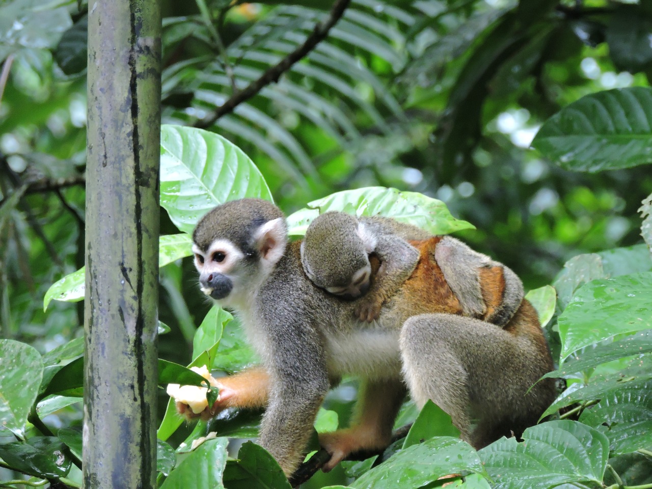 Desde 2018, menos colombianos se creen responsables de proteger la biodiversidad
