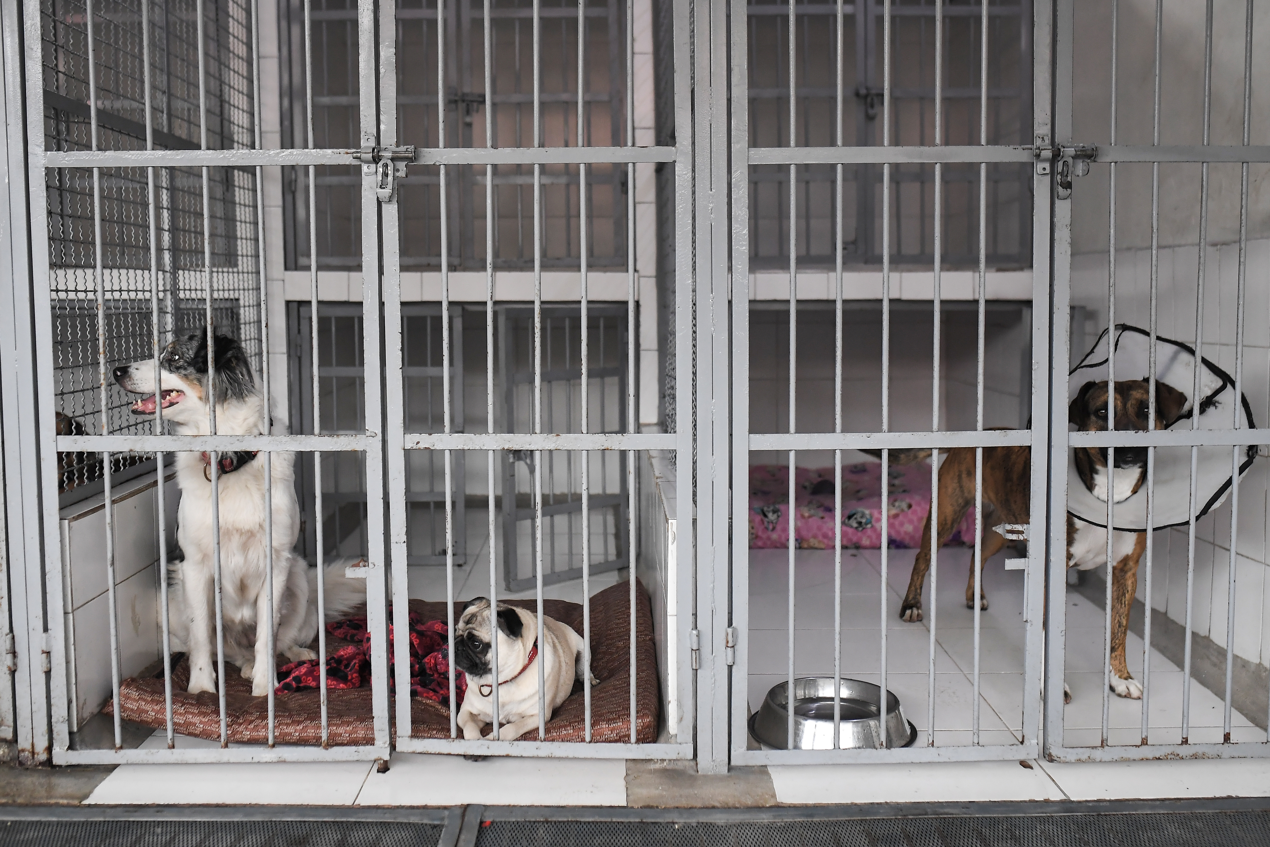 Así puede ser padrino mes a mes y ayudar animales rescatados en Barranquilla