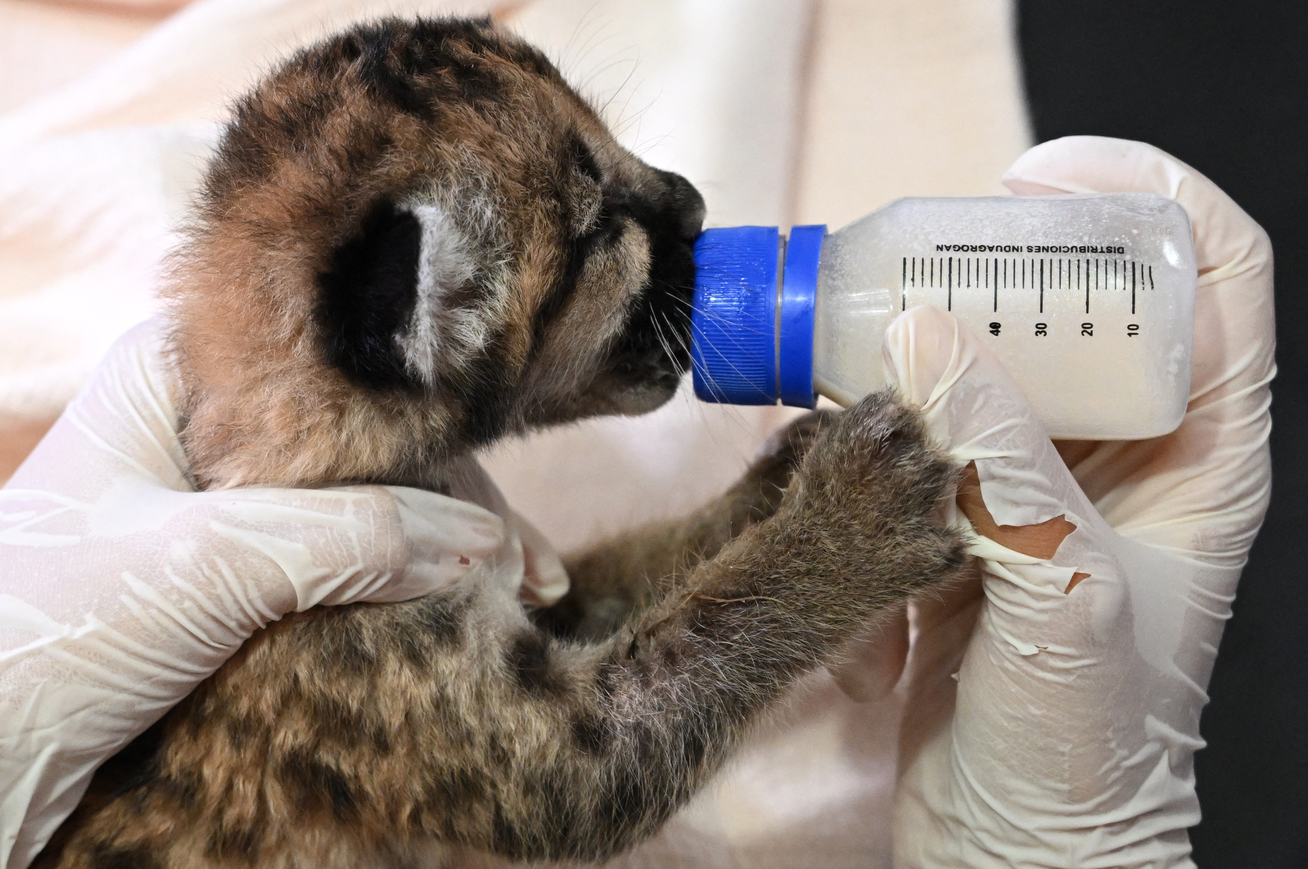Dos cachorros de puma fueron encontrados por campesinos en el Guaviare