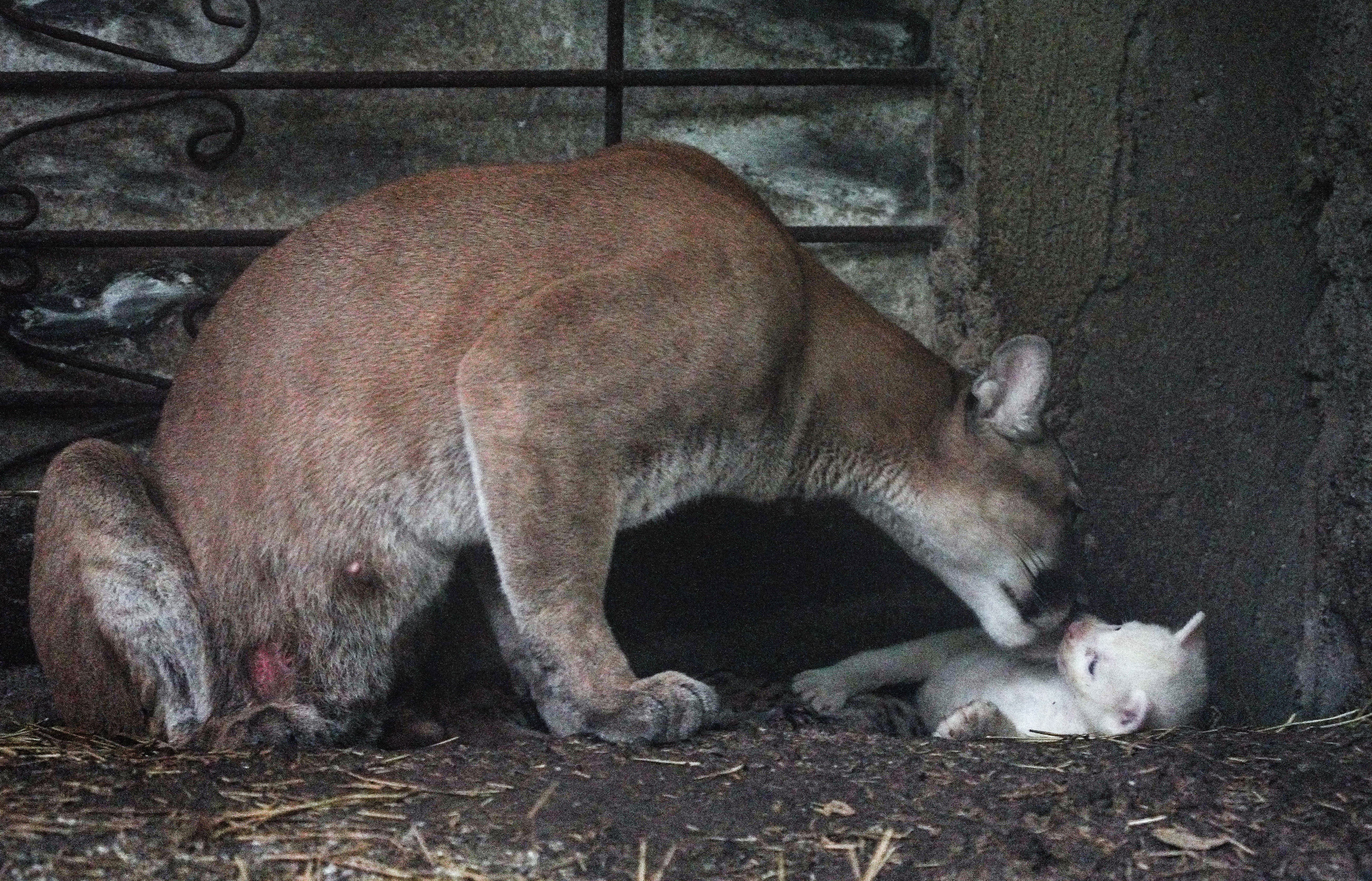 A puma (Felis concolor), born in captivity and considered an endangered species is pictured at the Thomas Belt Zoo in Juigalpa, Nicaragua, on August 23, 2023. (Photo by OSWALDO RIVAS / AFP)