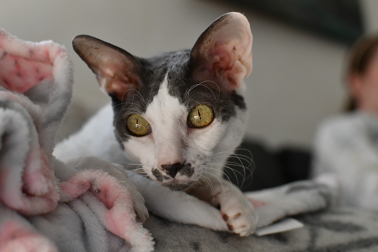 Gatos