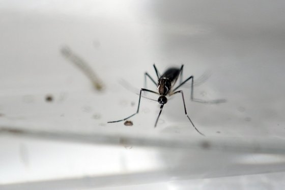 El zika deja de ser emergencia de salud pública mundial: OMS