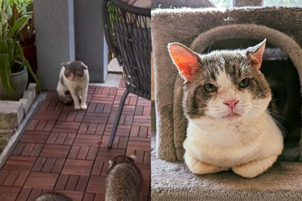 Gato callejero tenía que luchar con otros animales por comida, ahora es el jefe de la casa