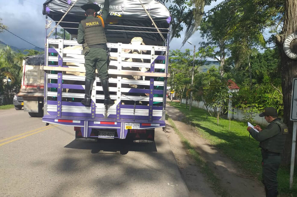 Capturan a "Los Sabaneros", dedicados al hurto de ganado en Cundinamarca