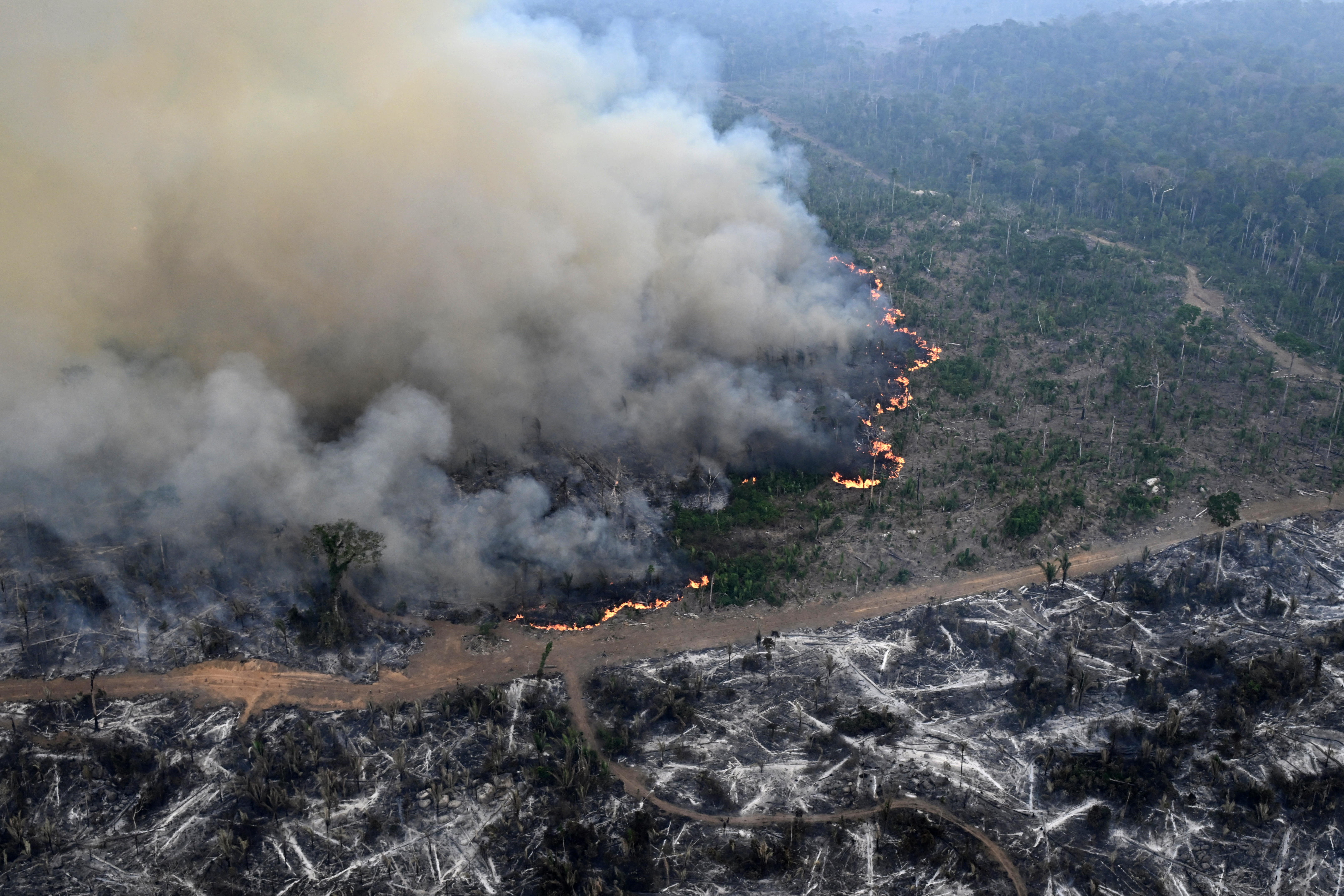 37 veces Bogotá: esa fue el área de bosques que se perdió a nivel mundial en 2024
