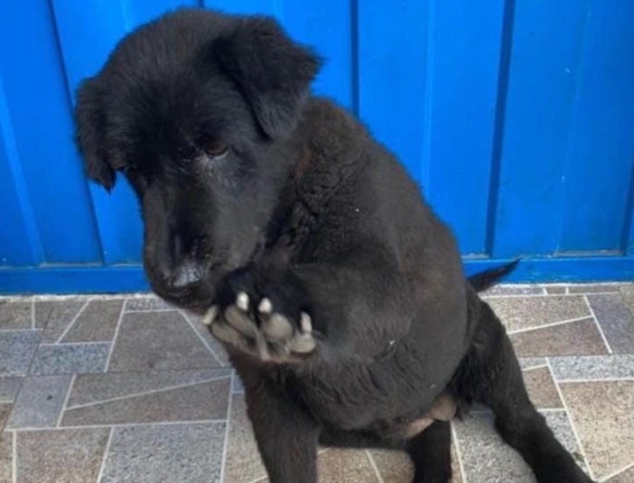 Sasha, perra desaparecida durante el incendio en la Calle 80 fue encontrada muerta