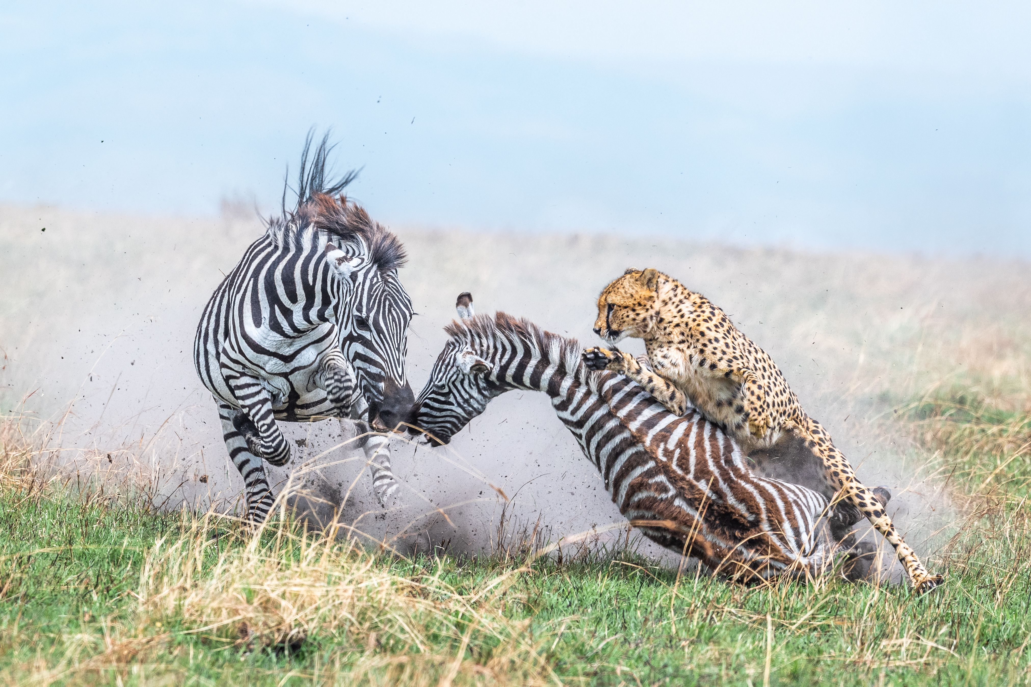 El premio mayor en la categoría Comportamiento de animales (mamiferos) fue para Alex Brackx, por su fotografía de un guepardo atacando a un par de cebras. Esto describió Brackx: "Esa mañana decidimos seguir a cuatro guepardos en su cacería. Los seguimos durante horas. Pasamos junto a manadas de topis, gacelas y cebras. Sabíamos que algo iba a pasar. Cuando, cinco horas más tarde, nuestro guía masai susurró: "van a por las cebras", estaba convencido de que atacarían a los topis o gacelas que salpicaban el valle. Segundos después, los guepardos irrumpieron en un pequeño grupo de cebras. Un guepardo corrió hacia nosotros, aferrado a un potro. En esos segundos, tomé esta foto de la madre cebra lanzando un último intento para alejar a su potro del guepardo atacante. Ella falló. Recordaré esos últimos segundos por el resto de mi vida". Alex Brackx/World Nature Photography Awards.
