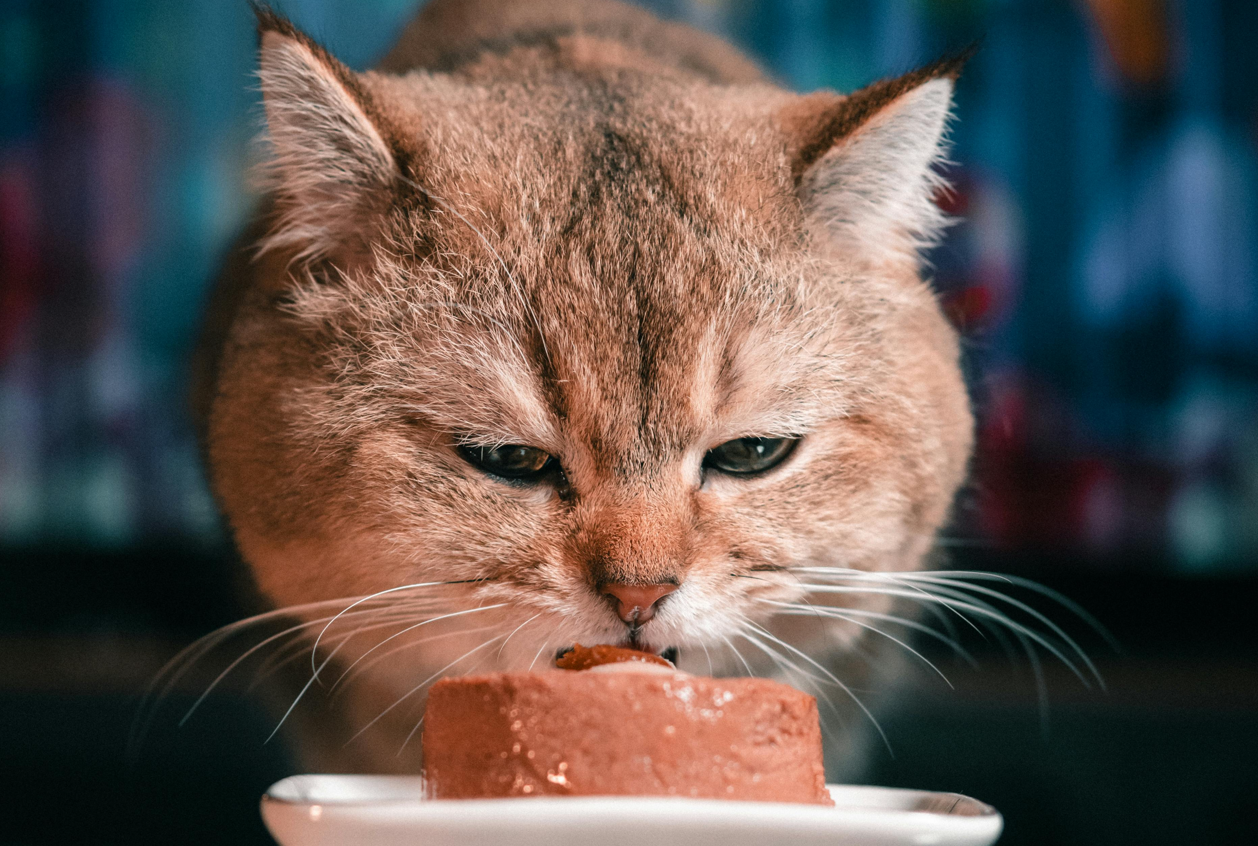 Estos gatos no concursan por la gloria, sino por el salmón